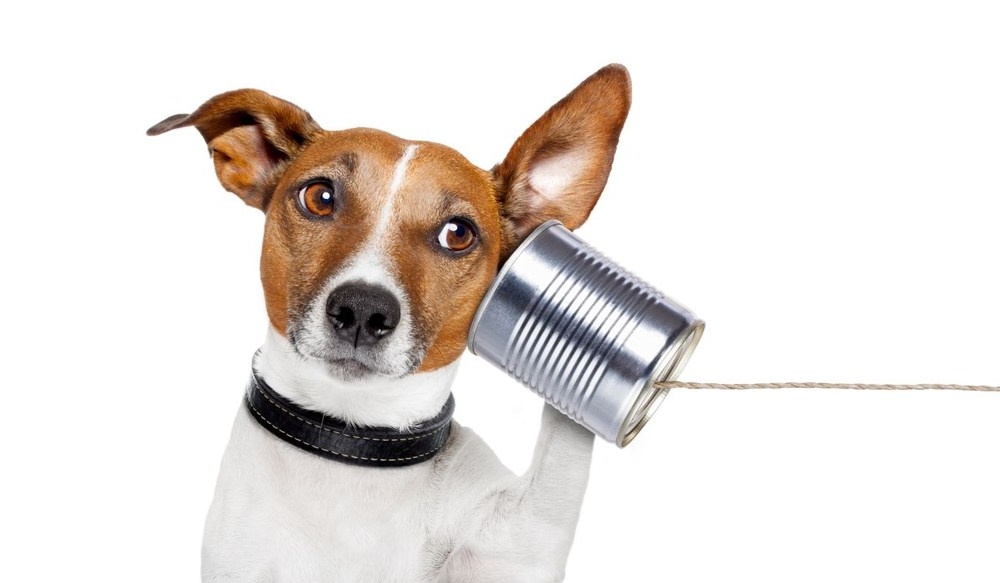 Dog looking towards a sound