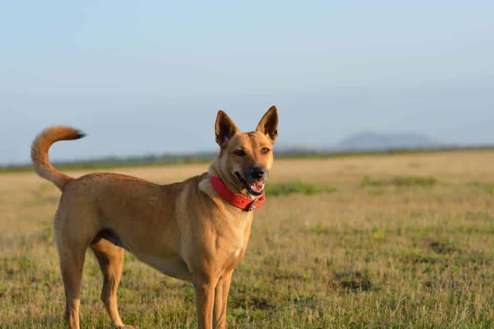 Carolina Dog resting calmly outdoors