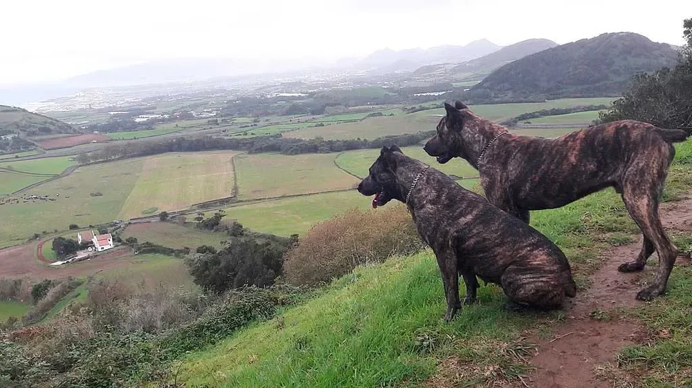 Saint Miguel Cattle Dog sitting and watching handler