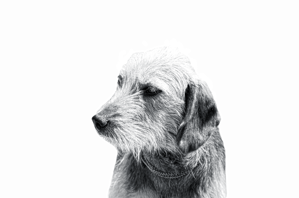 Barak Hound exploring grassy area