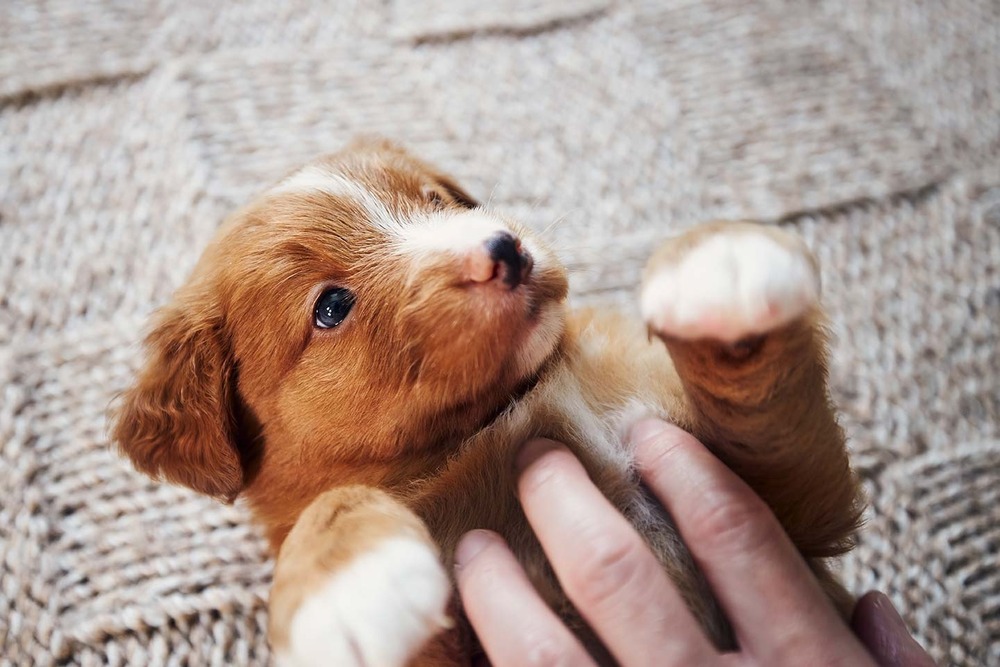 Nova Scotia Duck Tolling Retriever standing outdoors