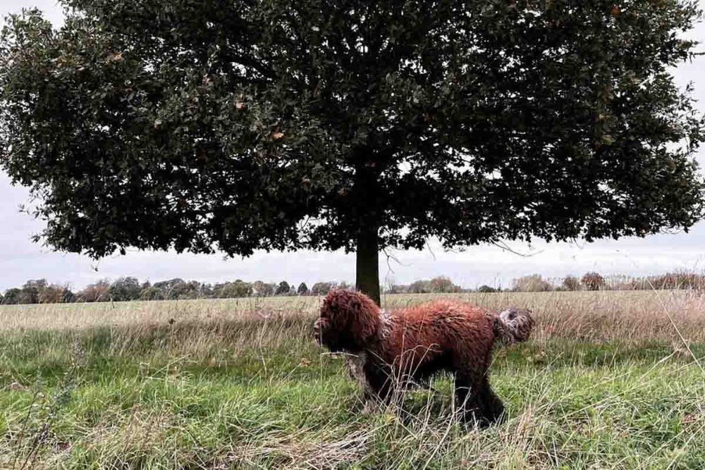 Curly white dog with dense coat