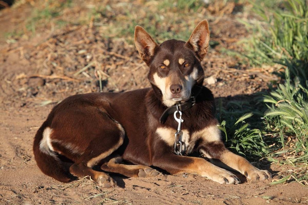 Australian Kelpie moving through grass