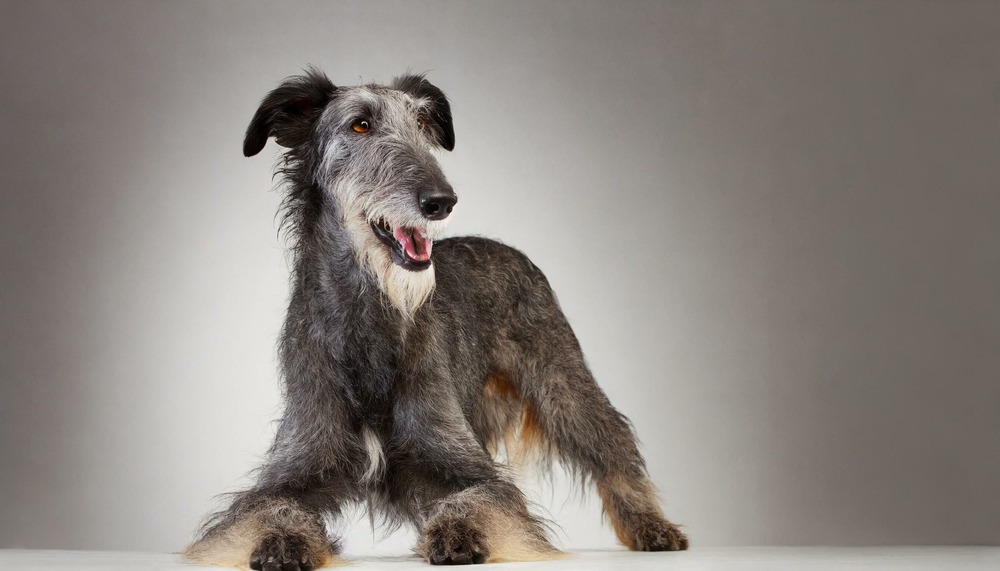 Scottish Deerhound coat close-up