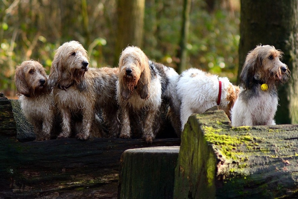 Hound looking attentive