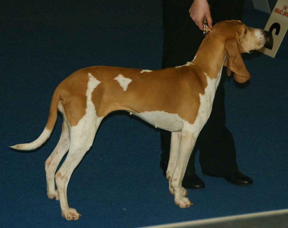 Swiss hound looking attentive