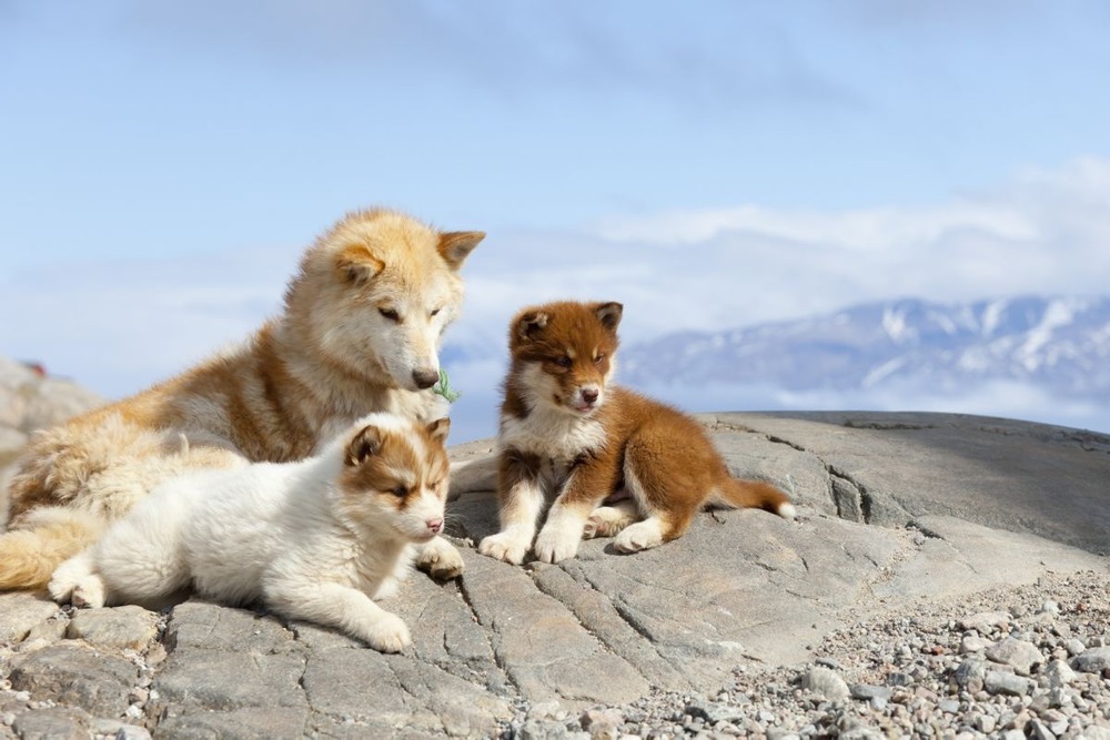 Greenland Dog close-up showing thick fur