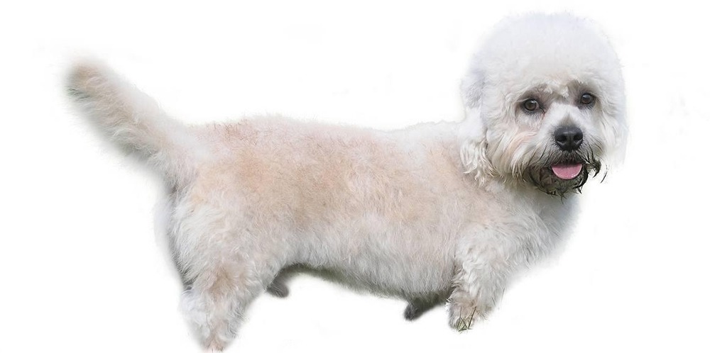 Dandie Dinmont Terrier standing outdoors