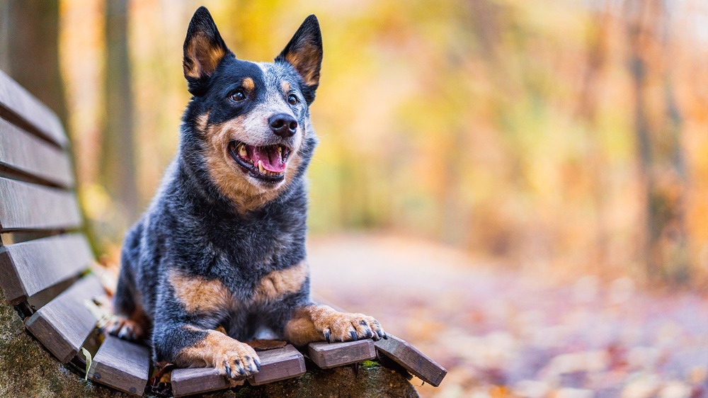 Australian Cattle Dog sitting on a path