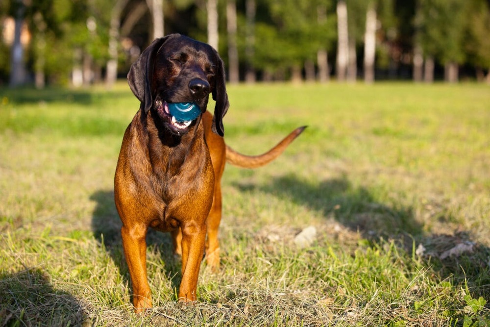 Bavarian Mountain Hound standing outdoors