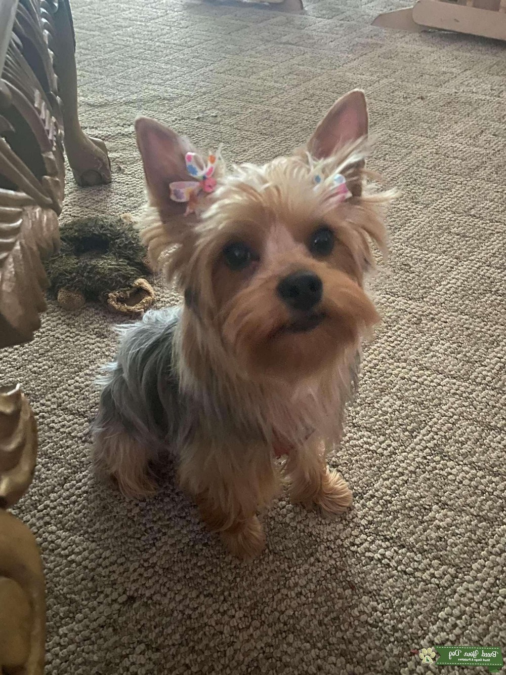 Close view of a Yorkshire Terrier silky coat
