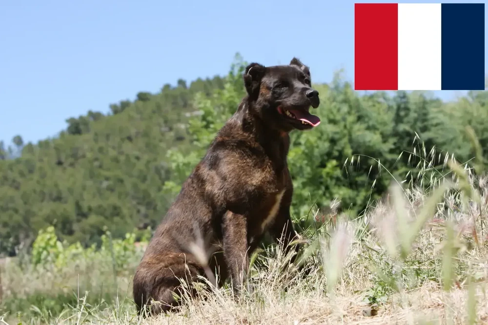 Brindle working dog standing in profile