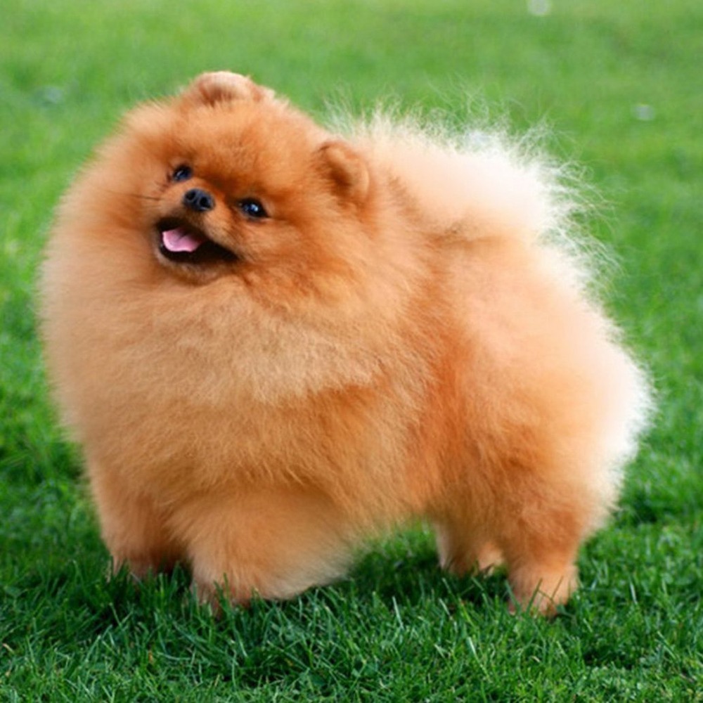 German Spitz coat detail showing dense fluffy fur