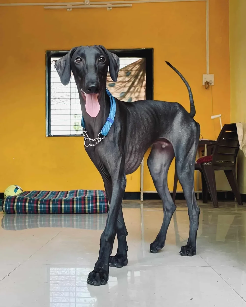 Mudhol Hound standing in open field
