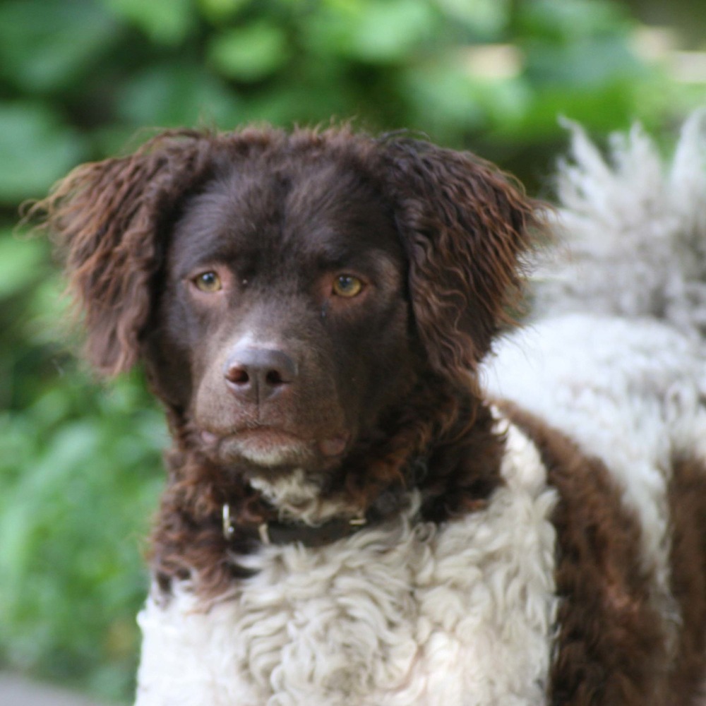 Wetterhoun near water