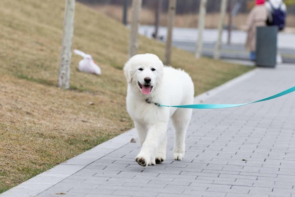 White dog lying down outdoors in daylight
