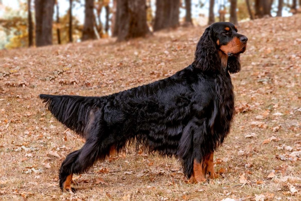 Gordon Setter lying down at home