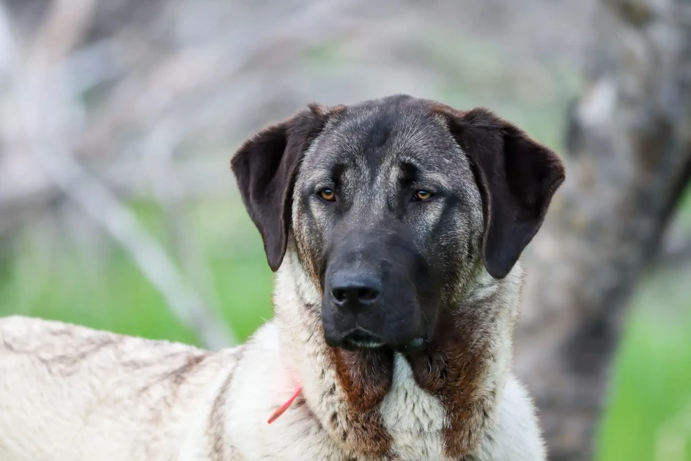 Kangal shepherd dog walking in field
