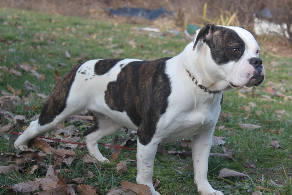 Olde English Bulldogge resting in shade