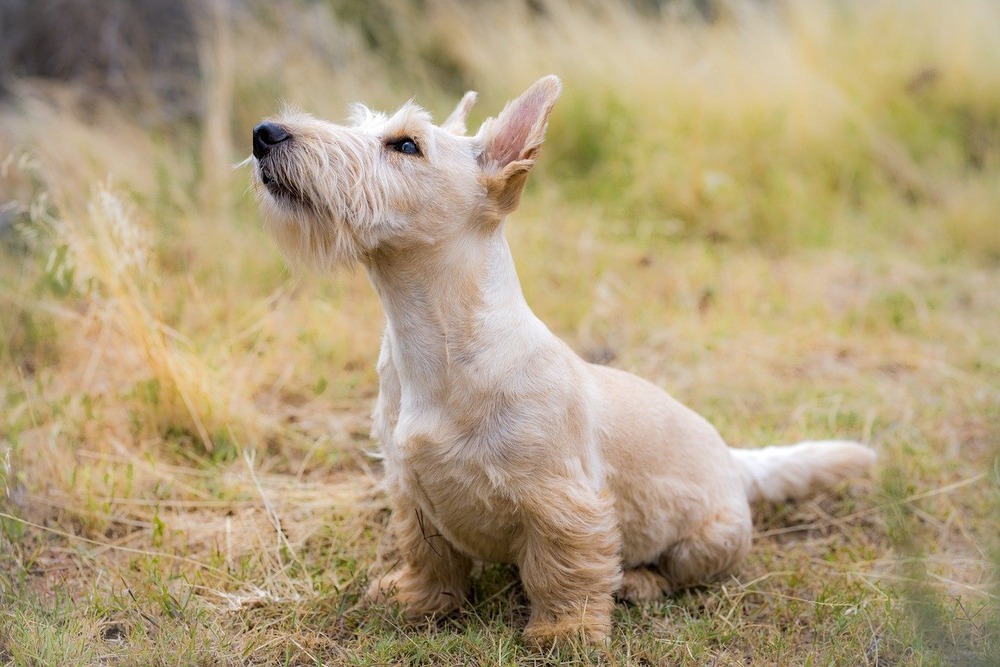 Sealyham Terrier being groomed