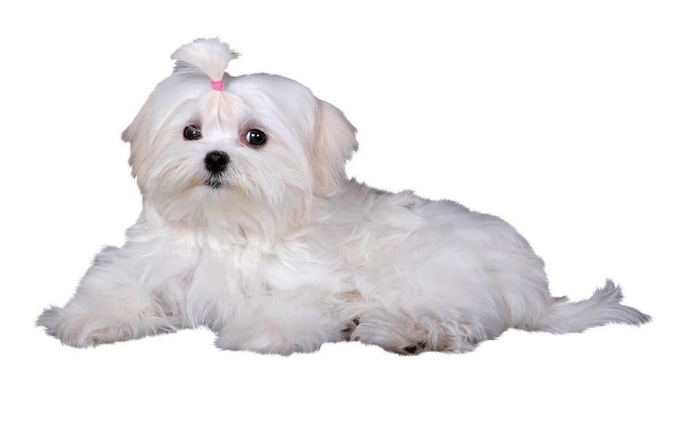 Maltese standing outdoors in profile