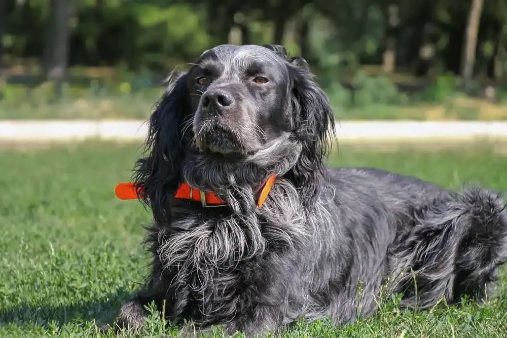 Picardy Spaniel looking attentive
