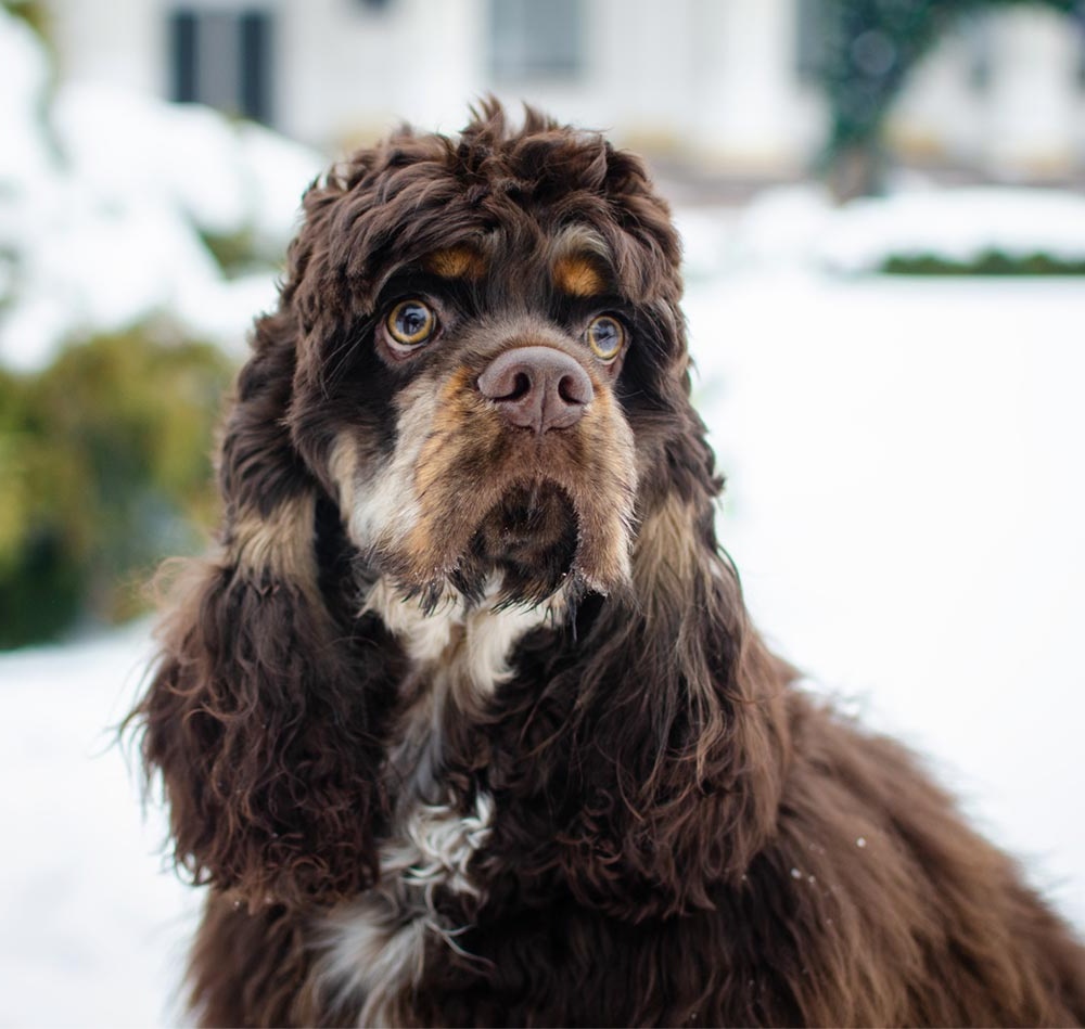 American Cocker Spaniel on a path