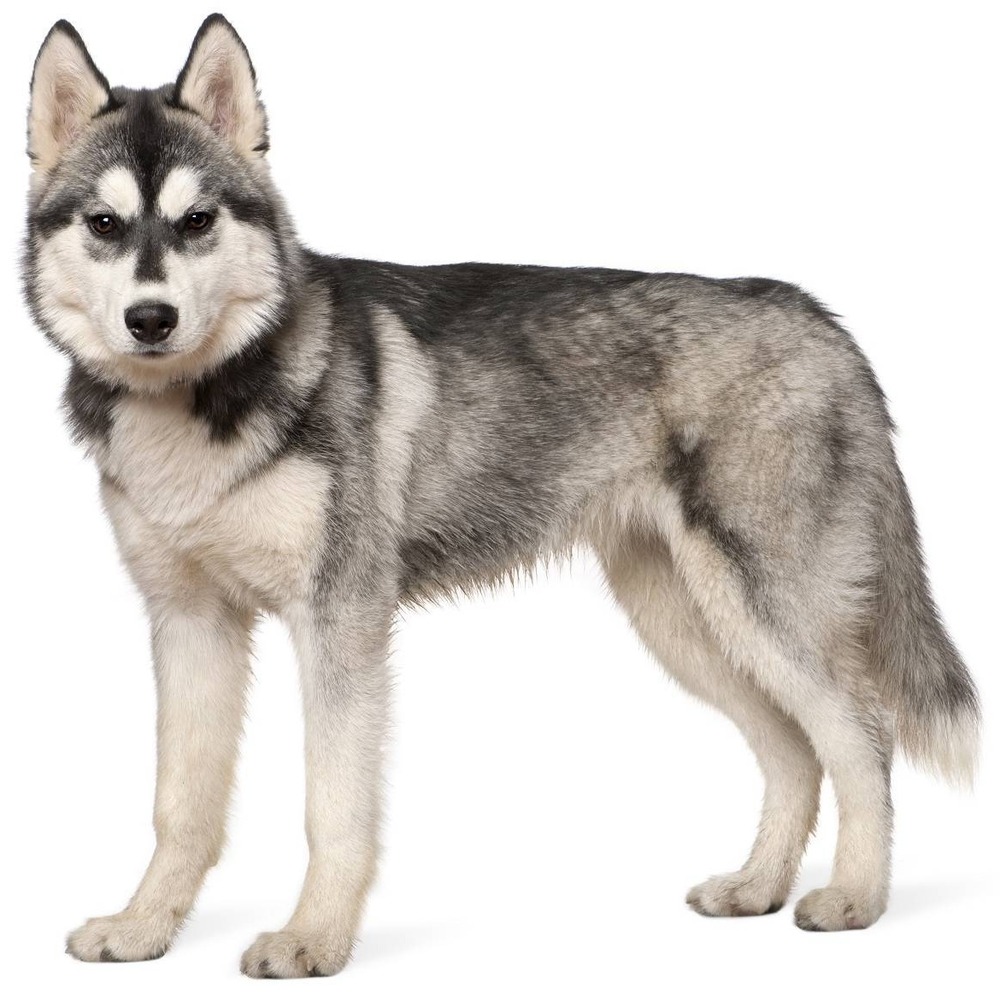 Siberian Husky being brushed