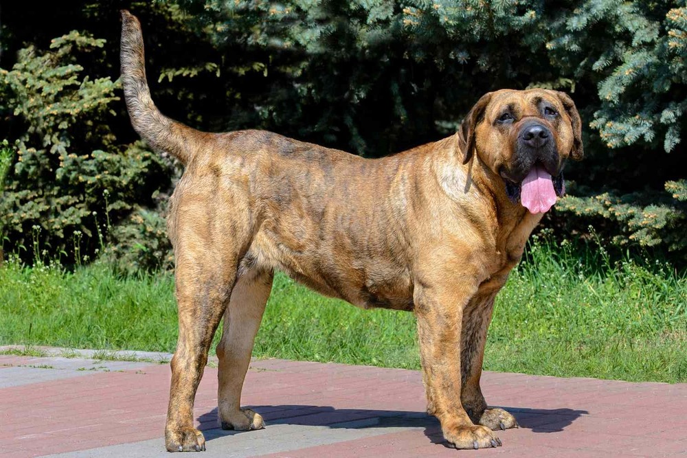 Perro Majorero resting and watching