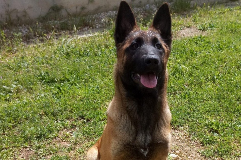 Cane di Oropa coat texture and colour