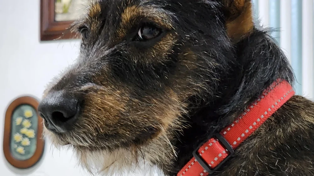 Jagdterrier alert and focused