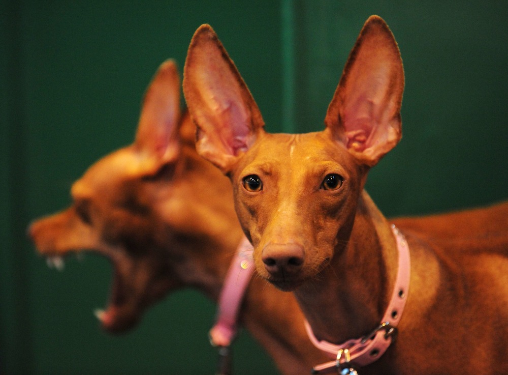 Cirneco dell’Etna sitting alert