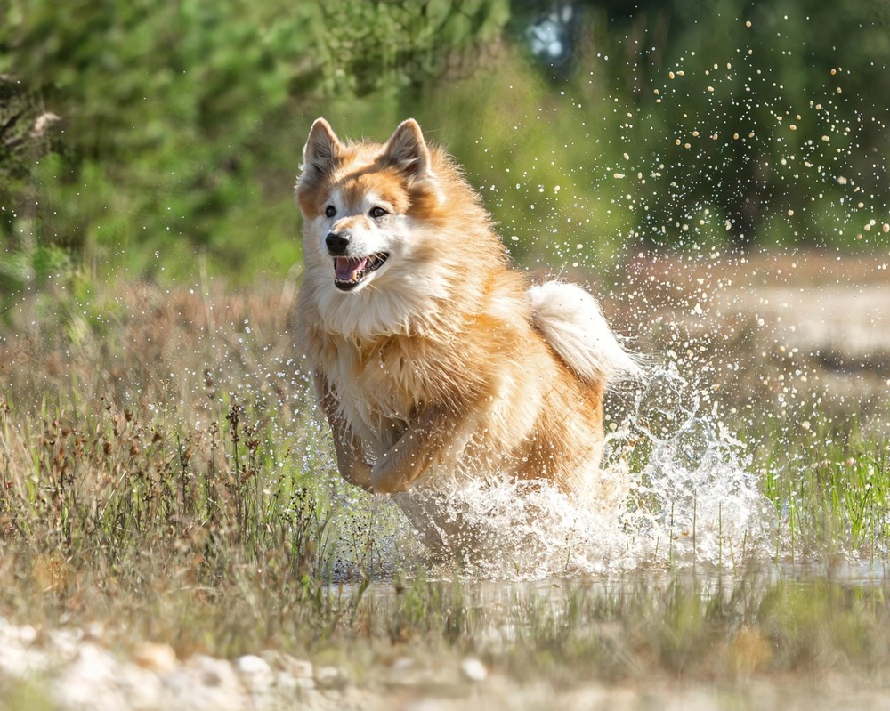 Icelandic Sheepdog with curled tail and erect ears