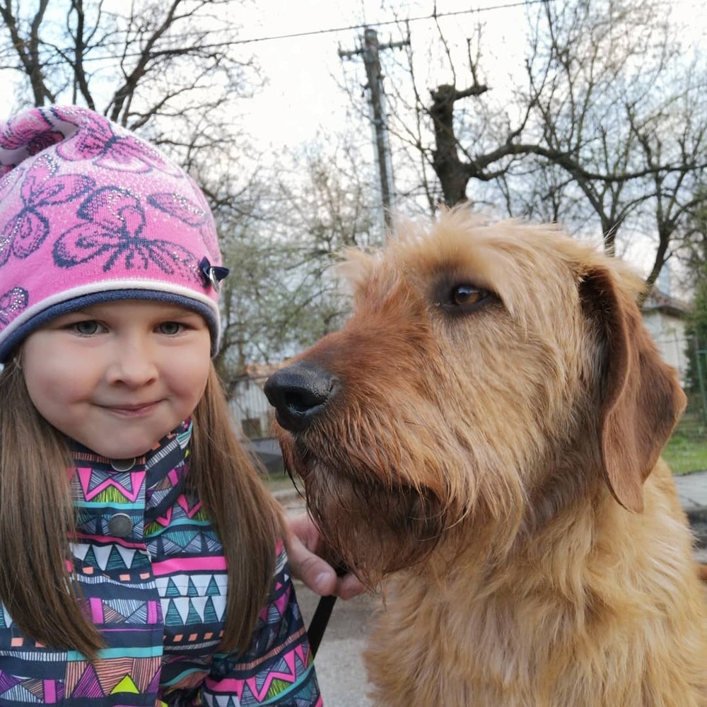 Hound exploring bushland
