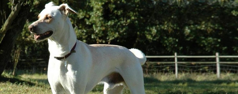 Cretan hound moving through grass