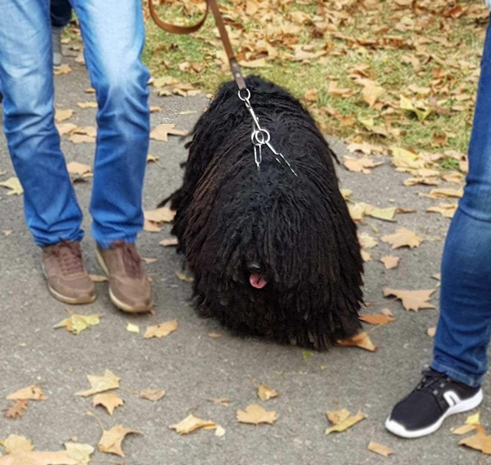 Hungarian Puli standing with corded coat