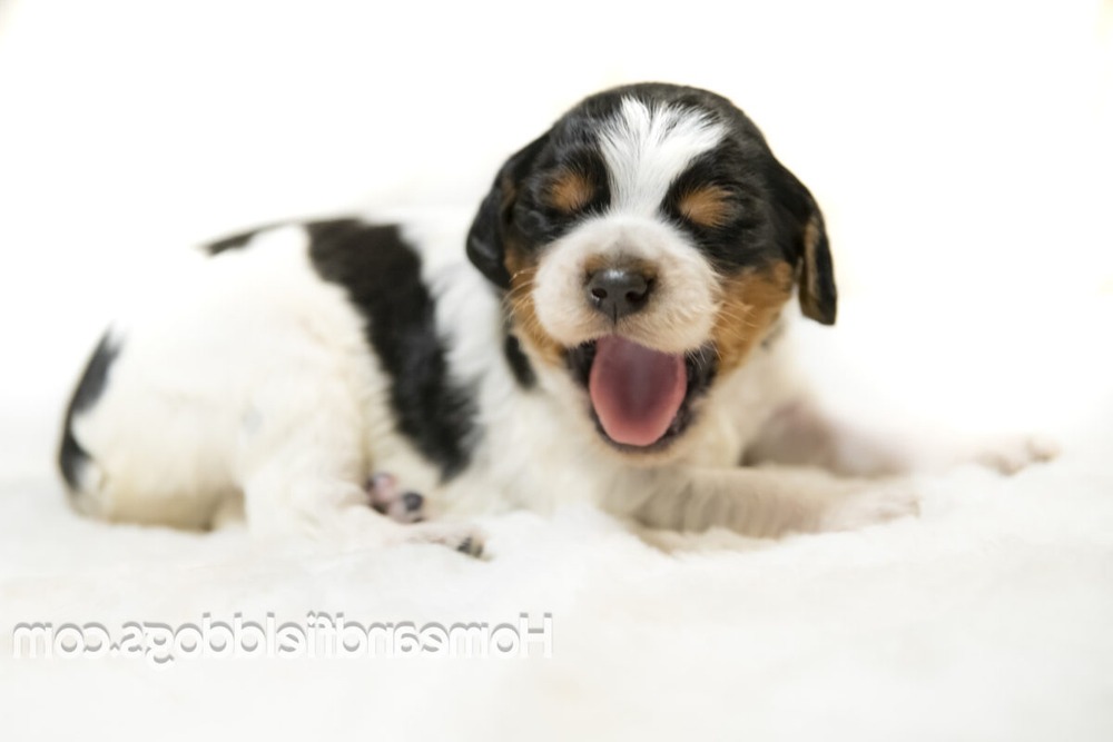 Epagneul Breton moving through grass