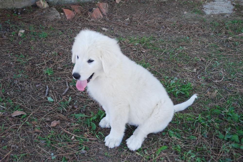 White sheepdog resting in a grassy area