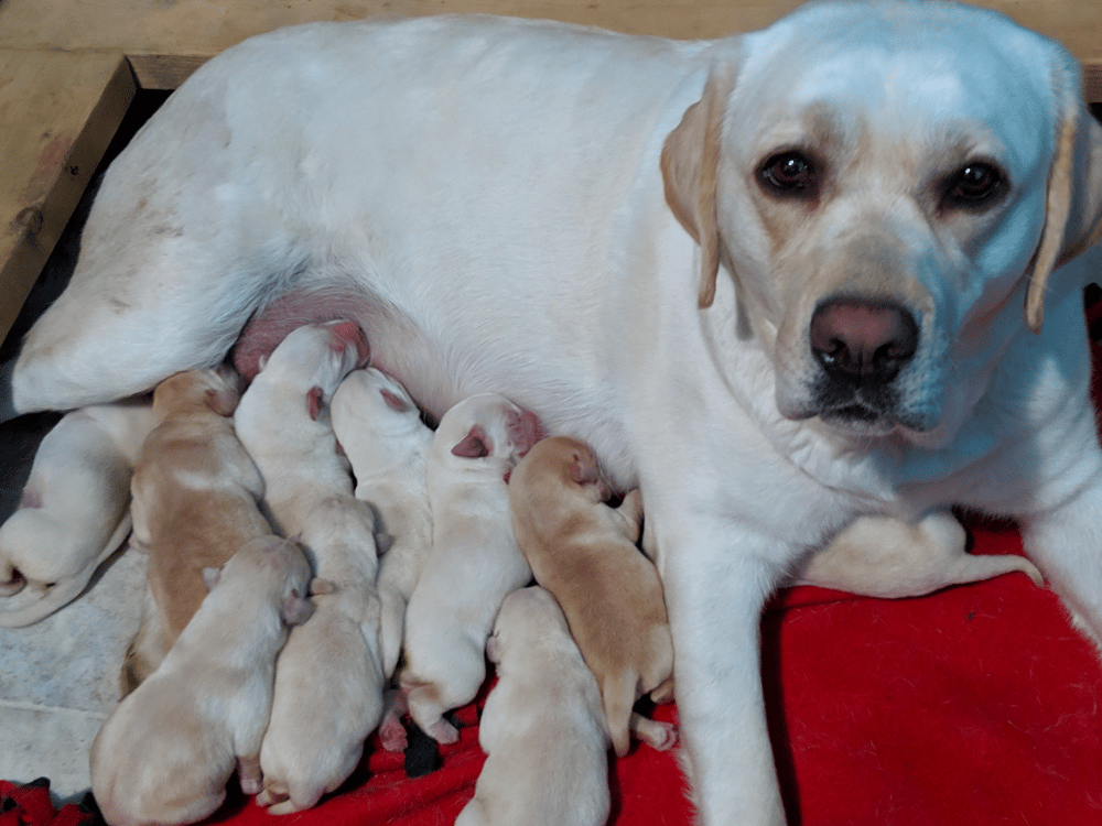 Dog focusing on handler during training
