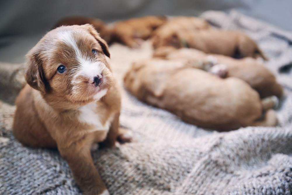 Puppy being gently examined