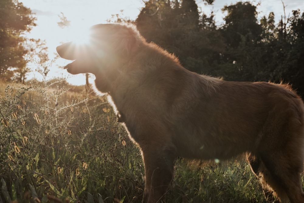 Estrela Mountain Dog standing outdoors