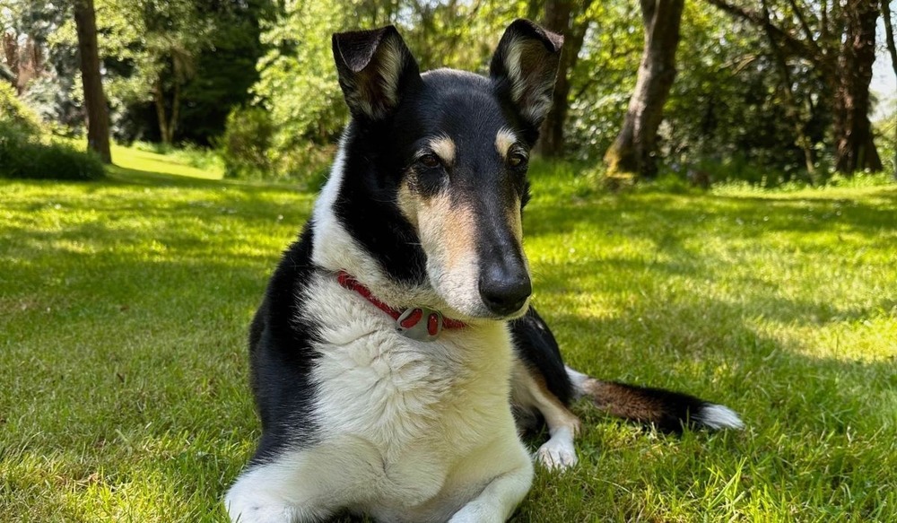 Smooth Collie moving at a trot