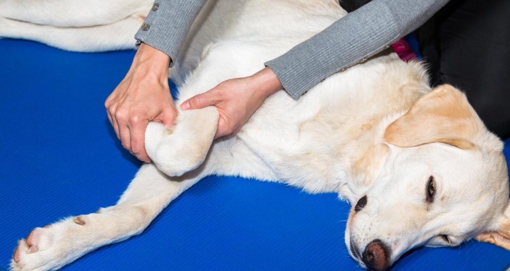 Veterinary assessment of a dog's hind leg