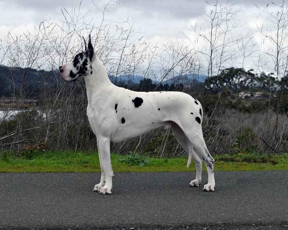 Molosser type dog resting calmly on grass