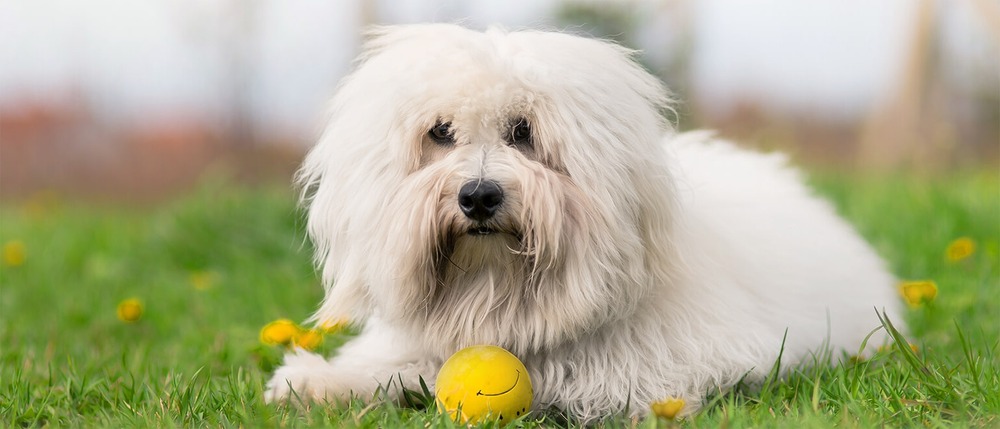 Coton de Tuléar walking on a path