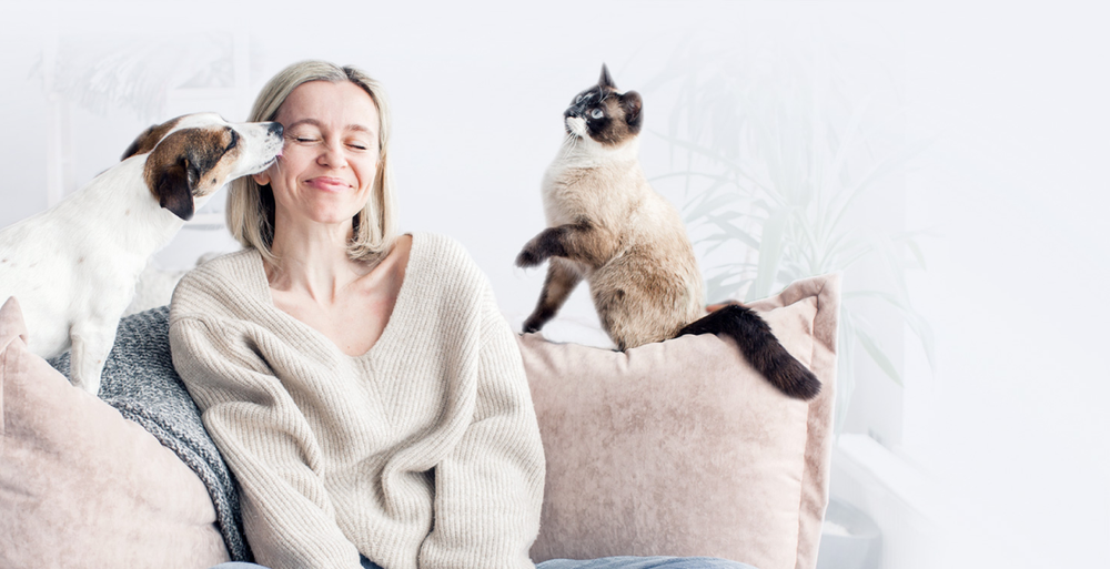 Greek Harehound head and shoulders illustration