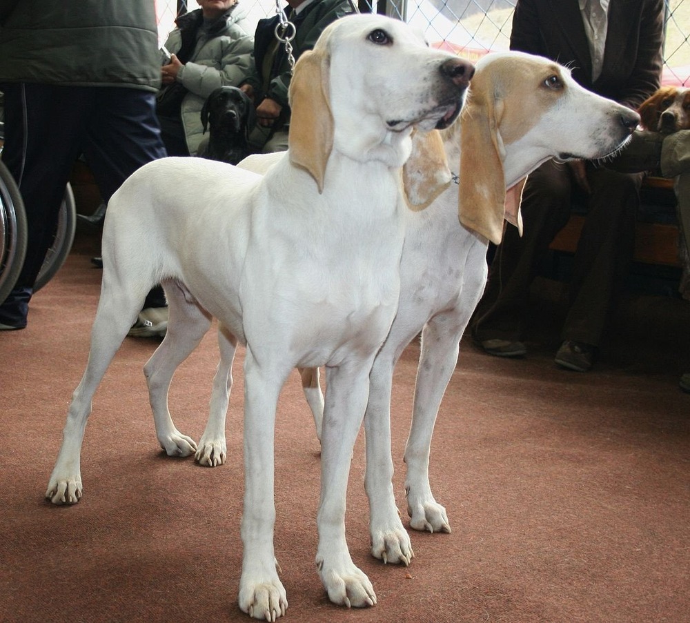 Porcelaine dog walking with nose close to the ground