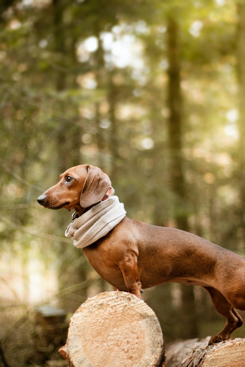 Dachshund looking up attentively