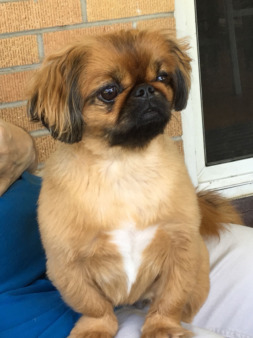Pekingese resting on a cushion