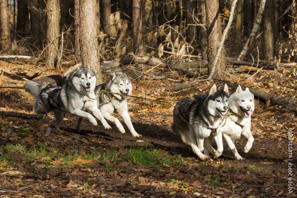 Close view of thick double coat on a husky type dog